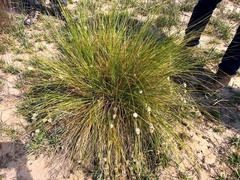 Lomandra leucocephala