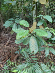 Elaeocarpus ferrugineus