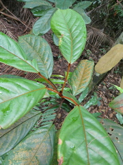 Elaeocarpus ferrugineus