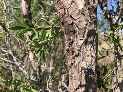 Acacia excelsa