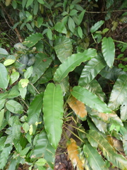 Epipremnum giganteum