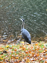 Ardea cinerea