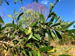 Acacia excelsa