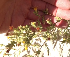 Chiliadenus iphionoides