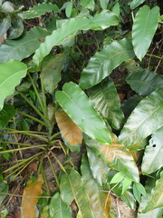 Epipremnum giganteum