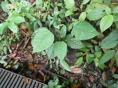 Erythropalum scandens