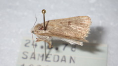 Caradrina clavipalpis