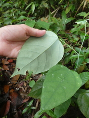 Erythropalum scandens