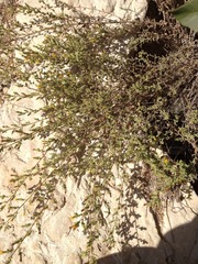 Chiliadenus iphionoides