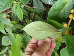 Ficus aurata