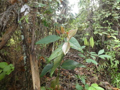 Garcinia griffithii