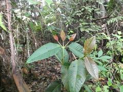 Garcinia griffithii