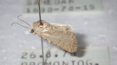 Caradrina clavipalpis