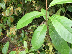 Gluta wallichii