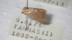 Caradrina clavipalpis