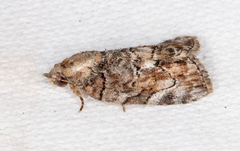 Etanna clopaea