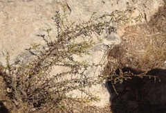 Chiliadenus iphionoides