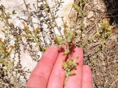 Chiliadenus iphionoides