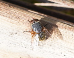 Calliphora hilli