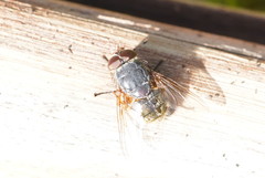 Calliphora hilli