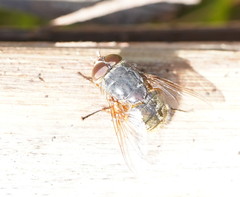Calliphora hilli