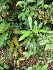 Ixonanthes icosandra