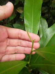 Ixonanthes icosandra