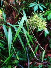 Panicum sarmentosum