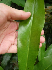 Ixonanthes icosandra