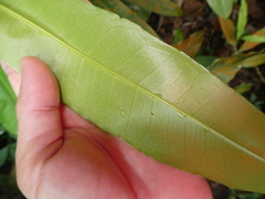 Ixonanthes icosandra