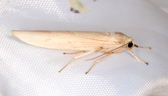Calamidia hirta