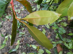 Ixonanthes icosandra