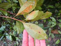 Ixonanthes icosandra