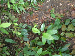 Leuconotis griffithii