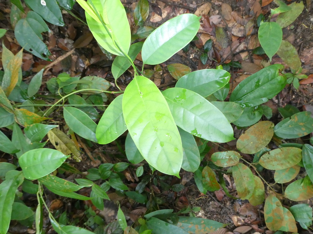 Leuconotis