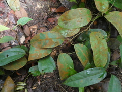 Leuconotis griffithii