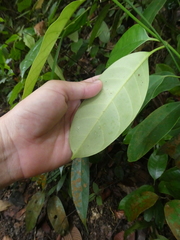 Leuconotis griffithii