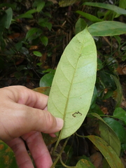 Leuconotis griffithii