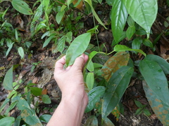 Leuconotis griffithii