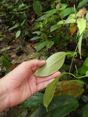 Leuconotis griffithii