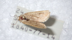 Caradrina clavipalpis
