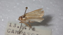 Caradrina clavipalpis
