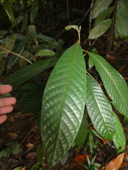 Lithocarpus conocarpus