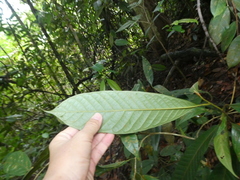 Lithocarpus conocarpus