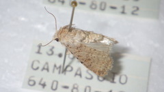 Caradrina clavipalpis