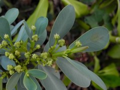 Euphorbia celastroides
