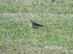 Anthus rubescens japonicus