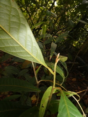 Lithocarpus conocarpus