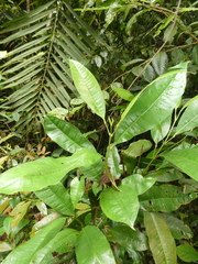 Maclurodendron porteri