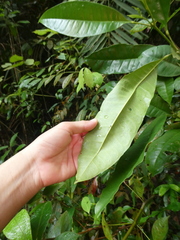 Maclurodendron porteri